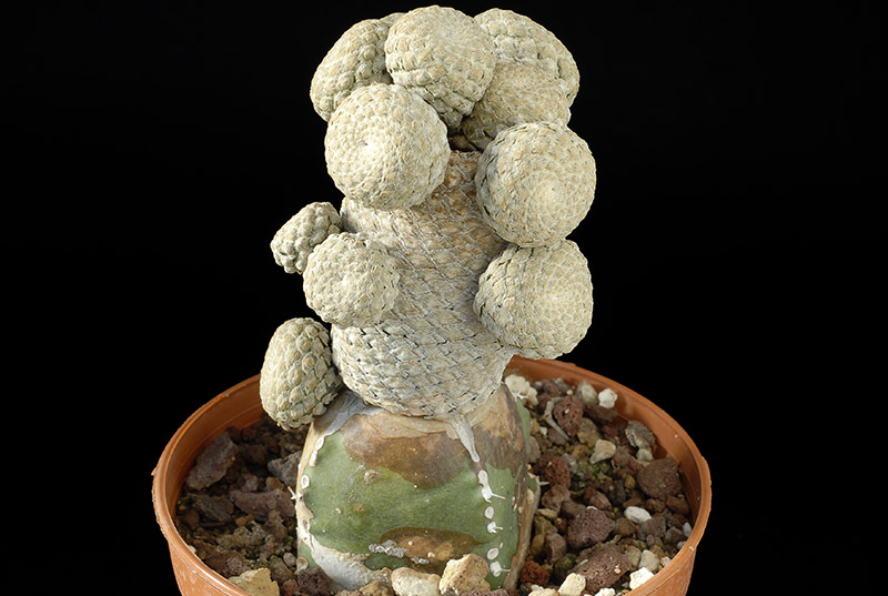 Euphorbia piscidermis H. Cm 8  d. Cm. 7 € 60,00.jpg